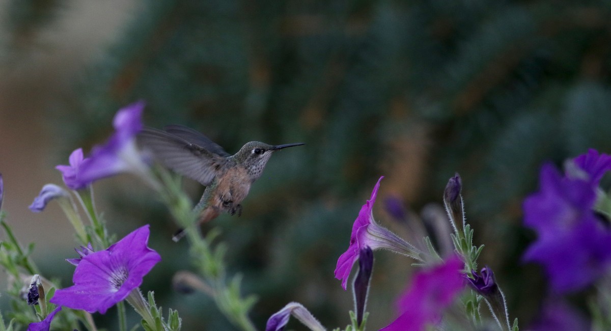 Calliope Hummingbird - ML66746011
