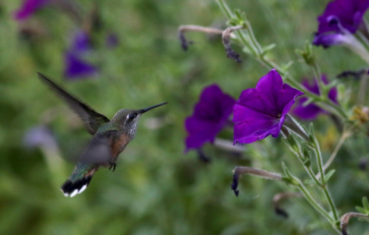 Calliope Hummingbird - ML66746101