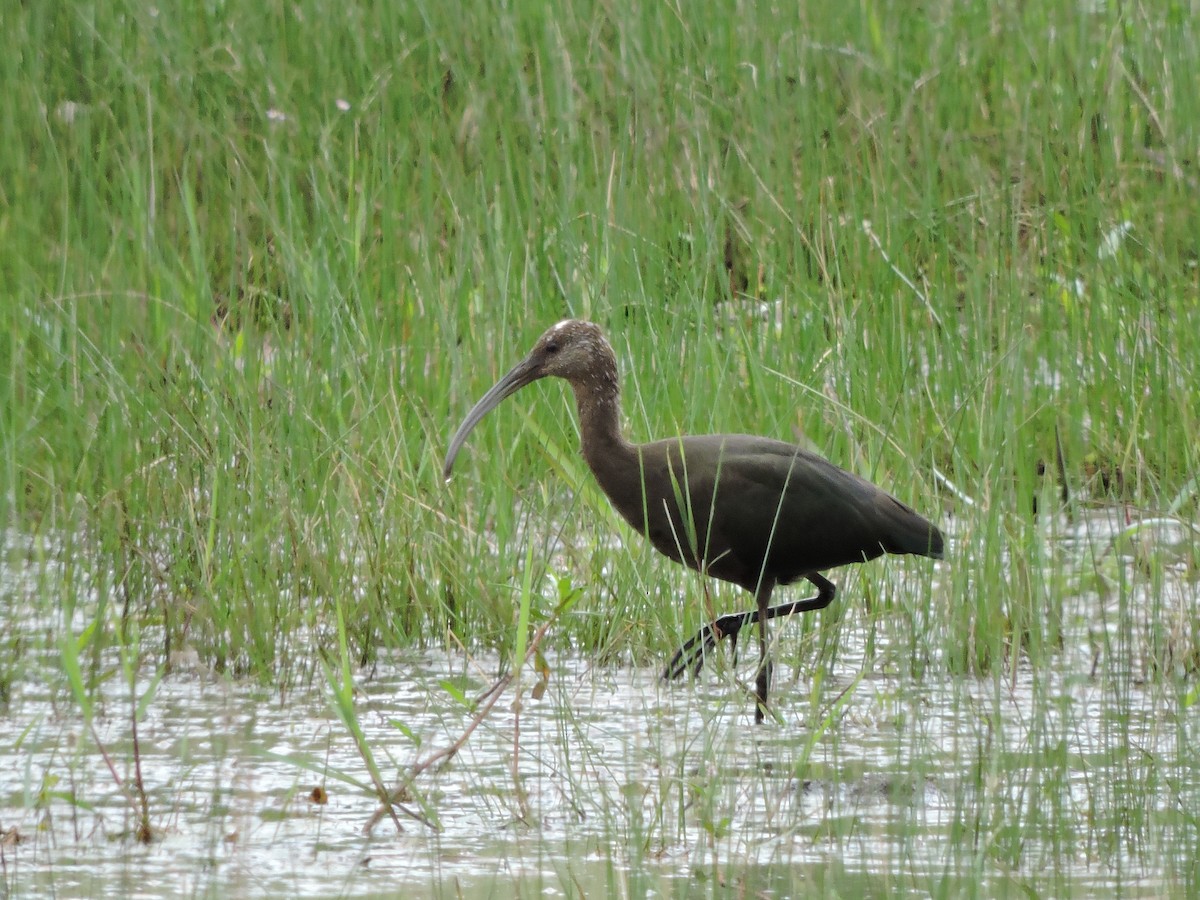 White-faced Ibis - Jerry Elling