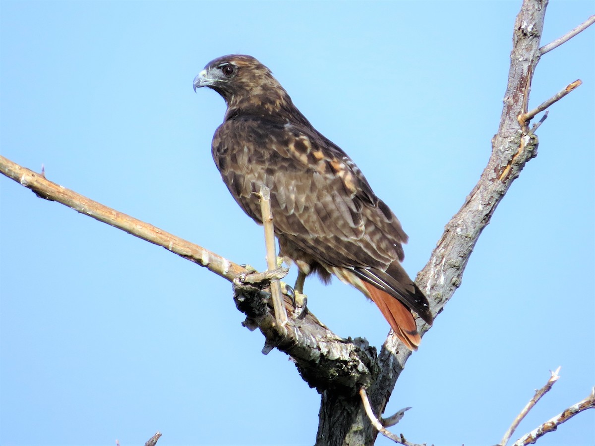 Red-tailed Hawk (calurus/alascensis) - ML66748161