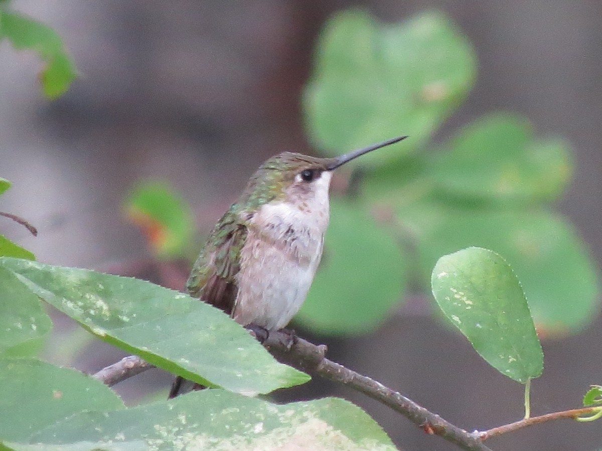 Ruby-throated Hummingbird - Kathleen Dvorak