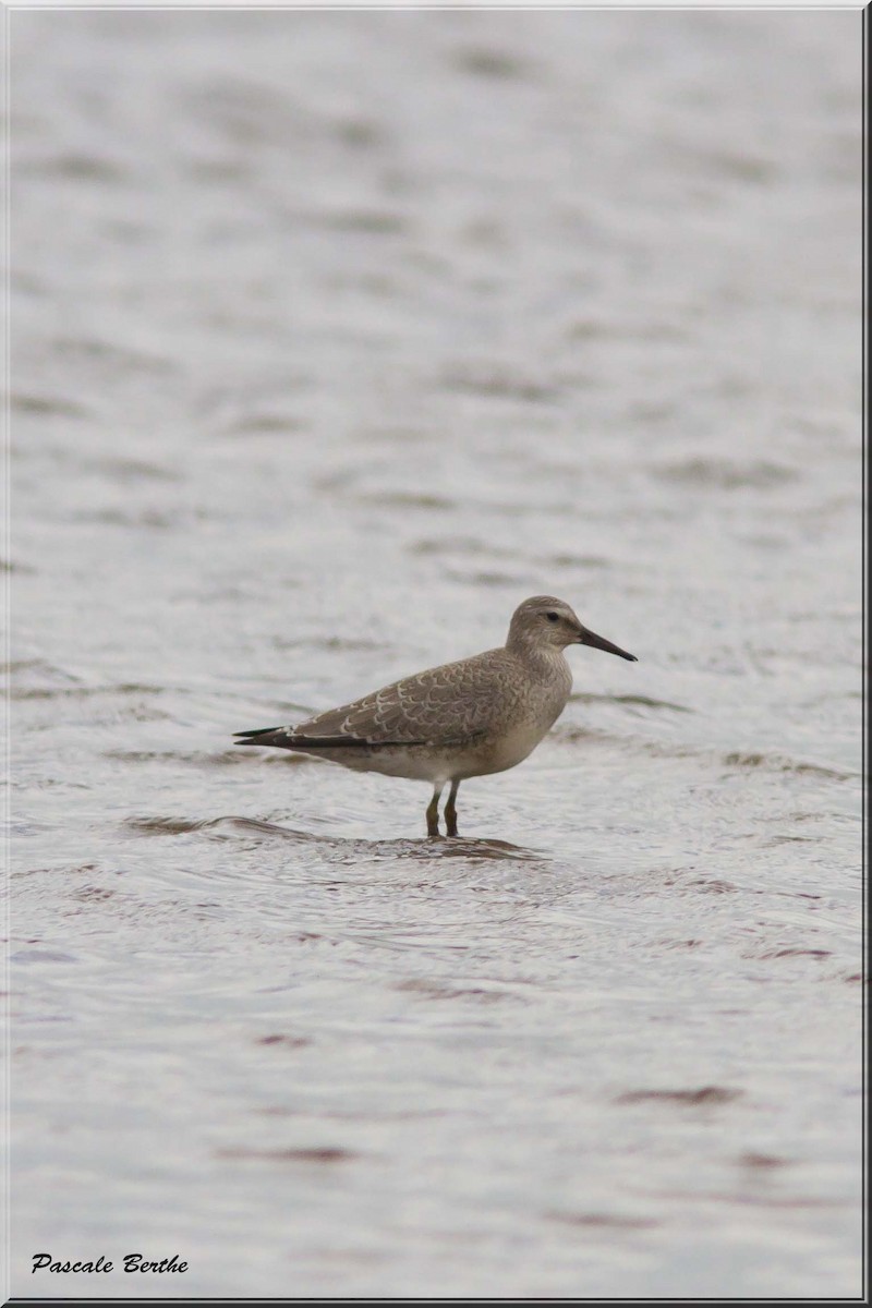 Red Knot - ML66751971