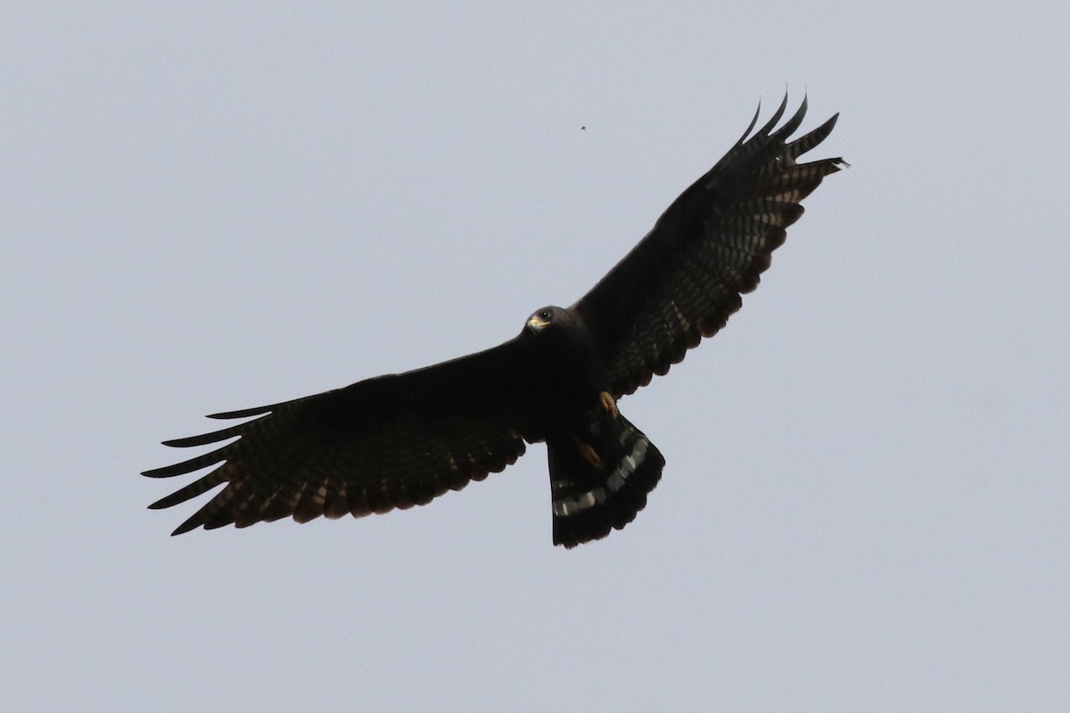 Zone-tailed Hawk - ML66752331