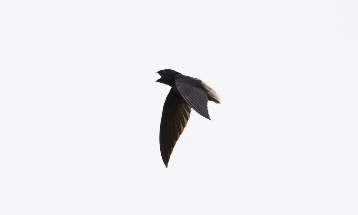 Short-tailed Swift - ML66752431