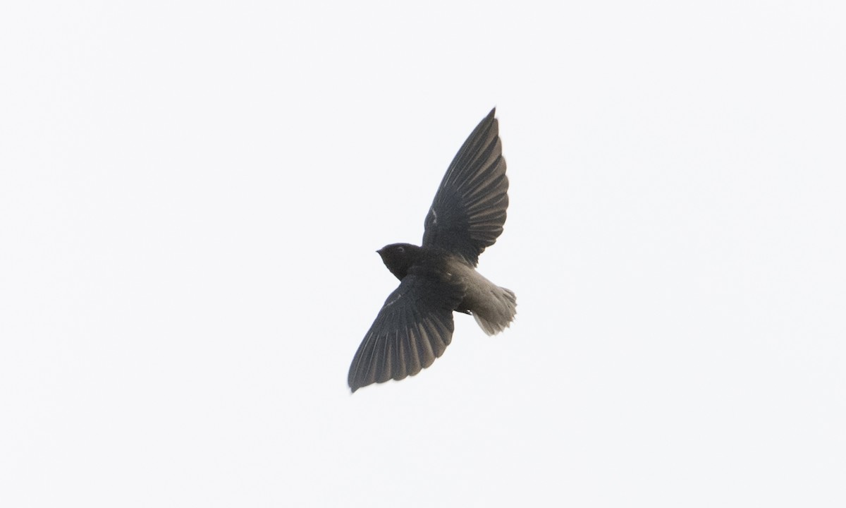Short-tailed Swift - ML66752511