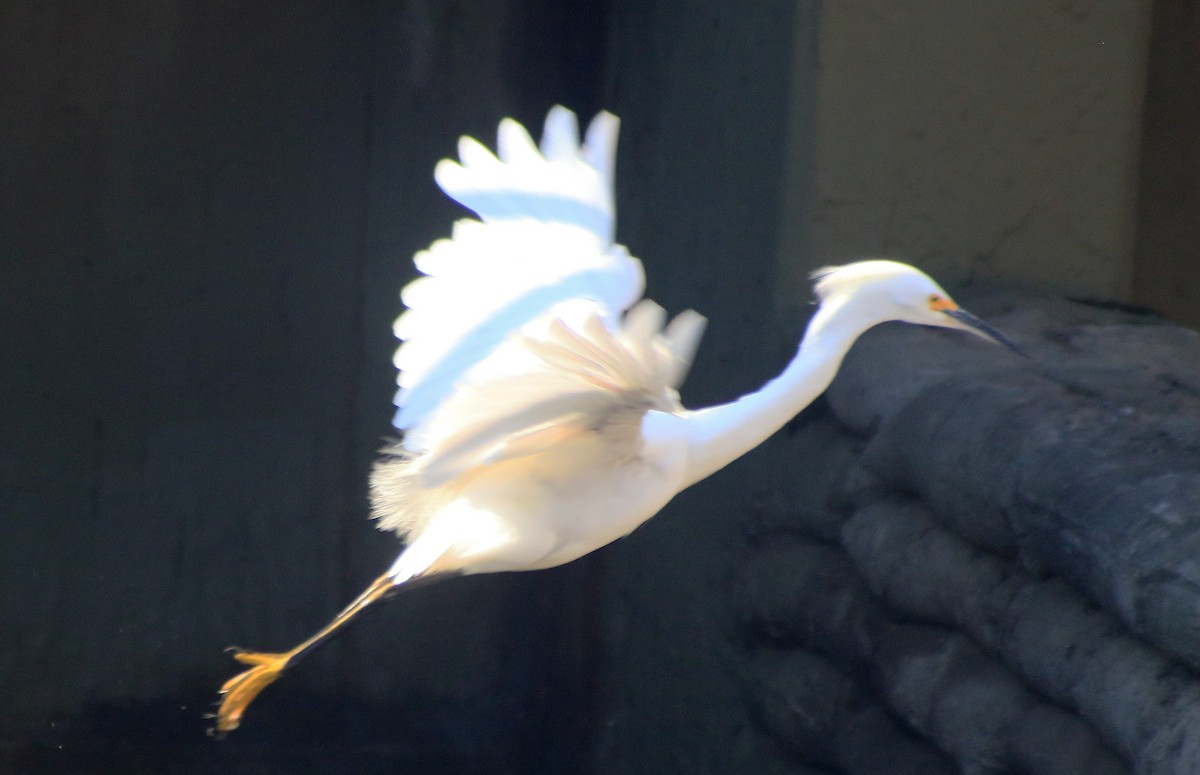 Snowy Egret - Dika Golovatchoff