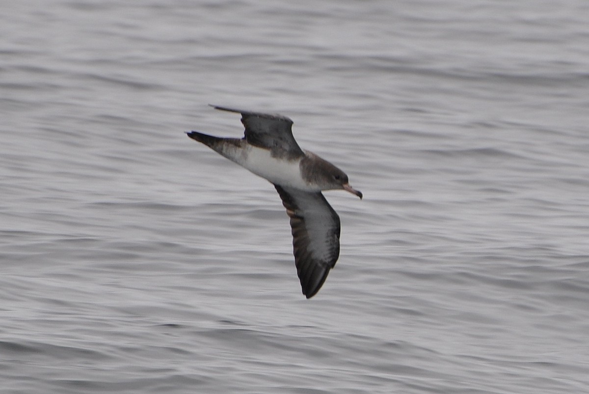 Pink-footed Shearwater - Michael Schall