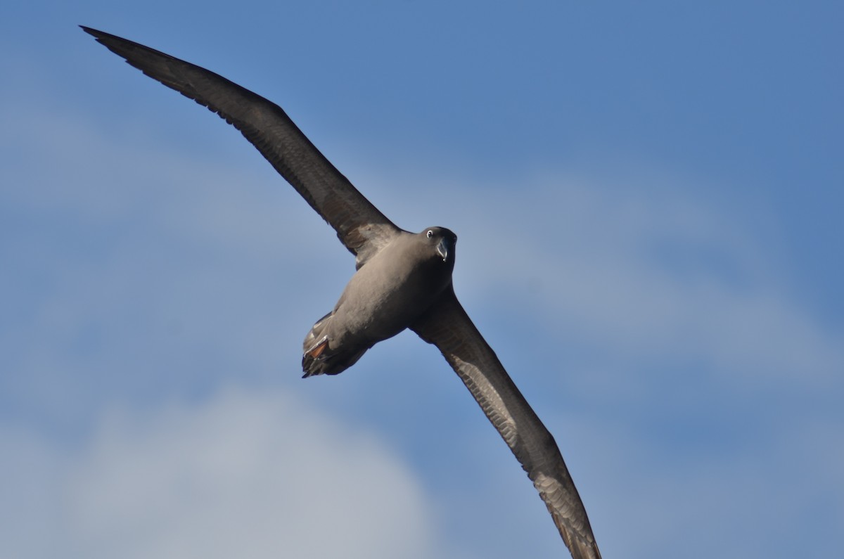 albatros hnědý - ML66756631