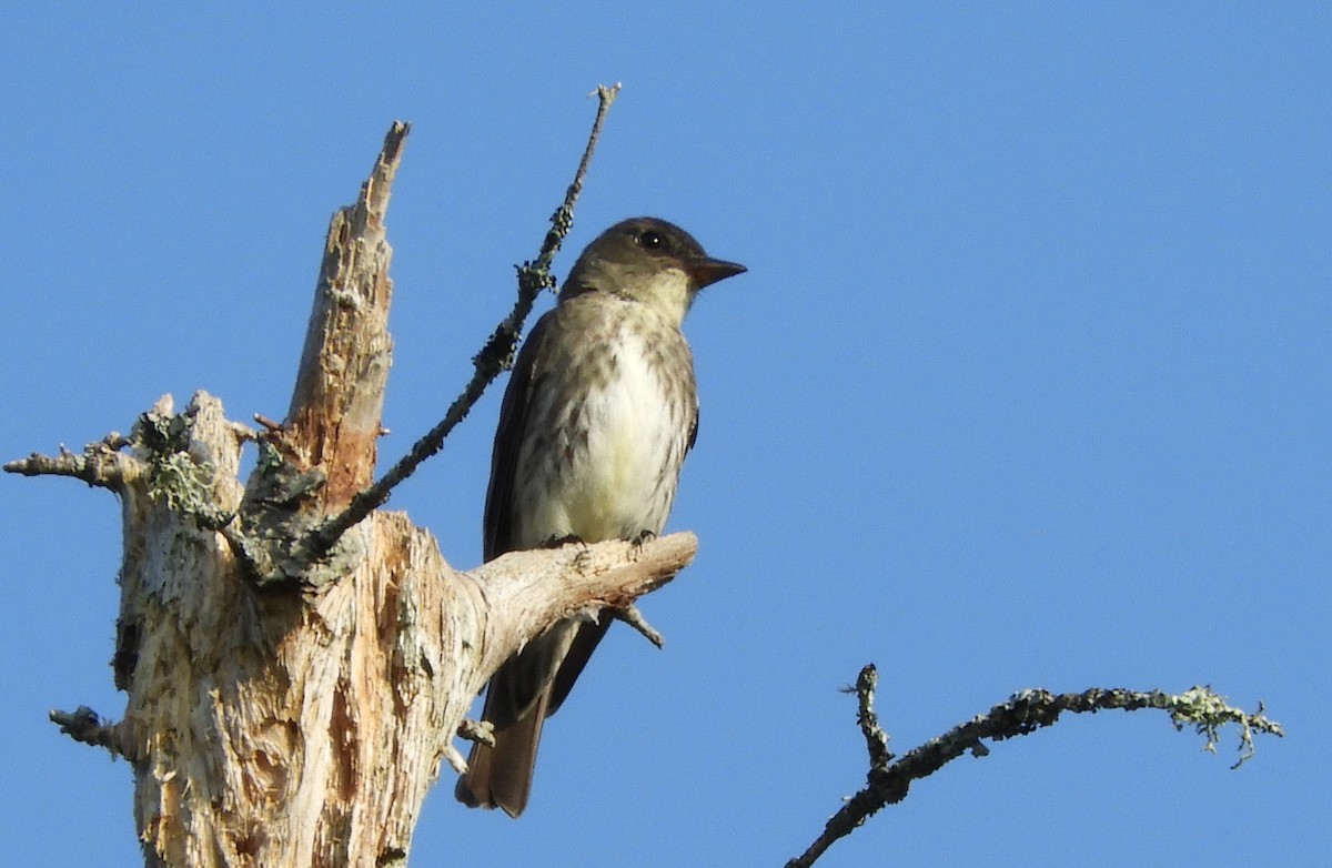 Olive-sided Flycatcher - Andrea Robbins