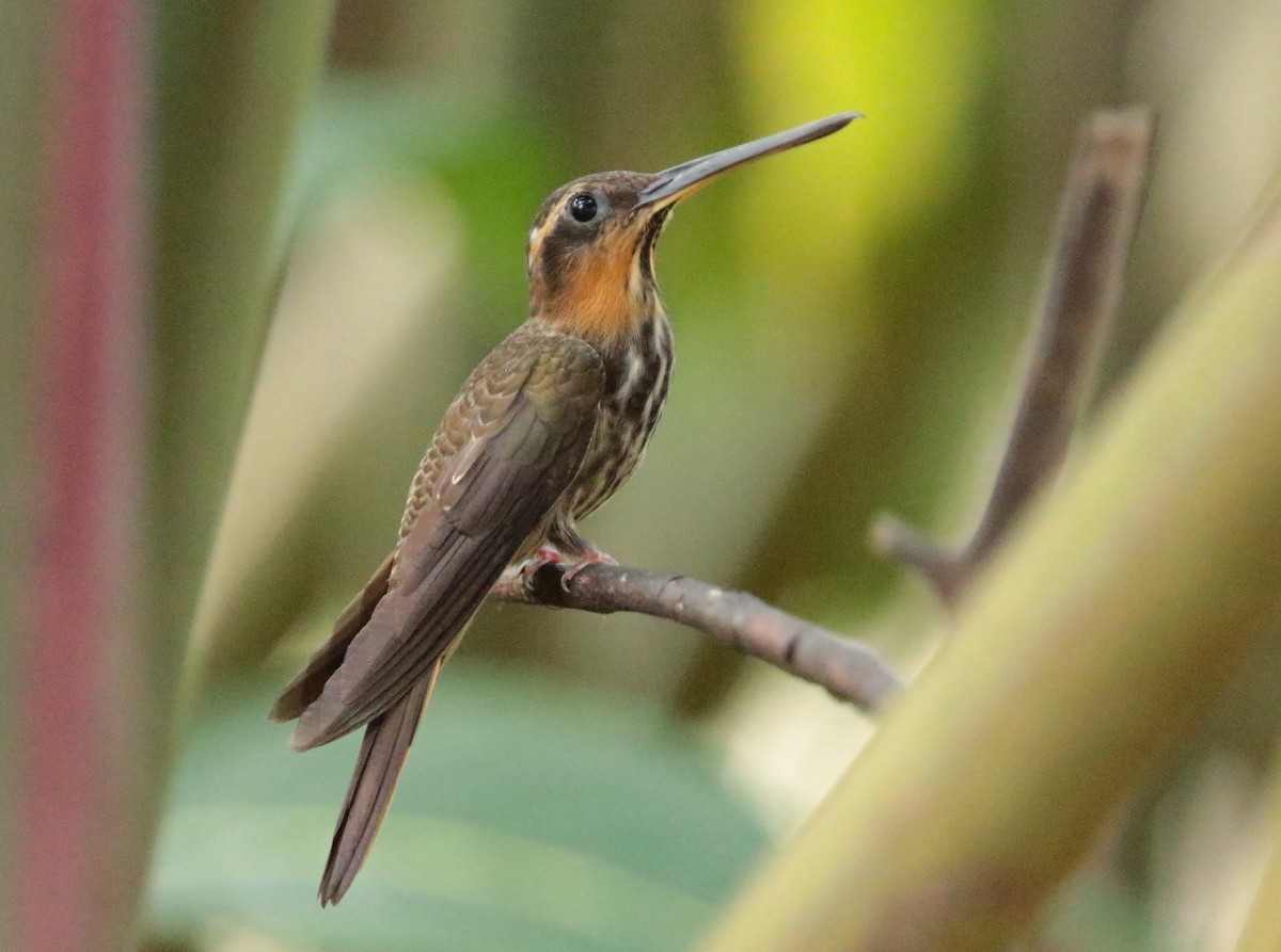 kolibřík pilozobý - ML66760101