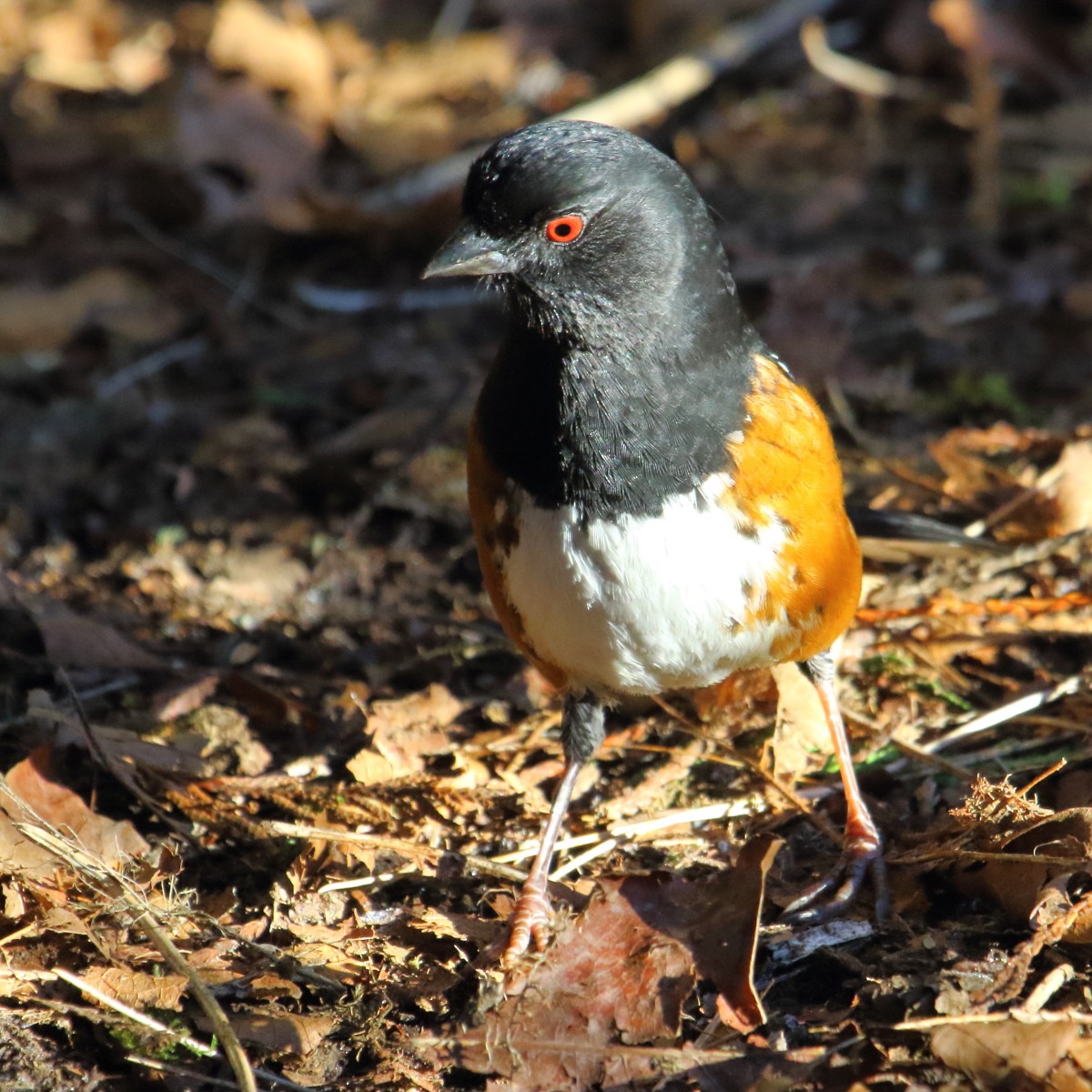 Spotted Towhee - ML66761431