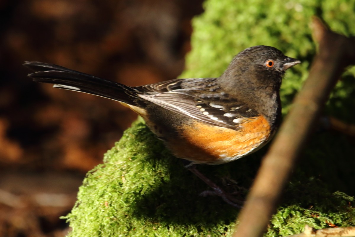 Spotted Towhee - ML66761441