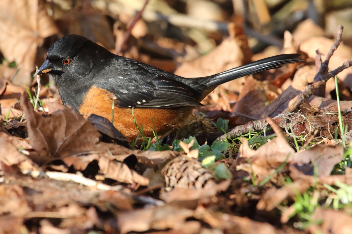 Spotted Towhee - ML66761451