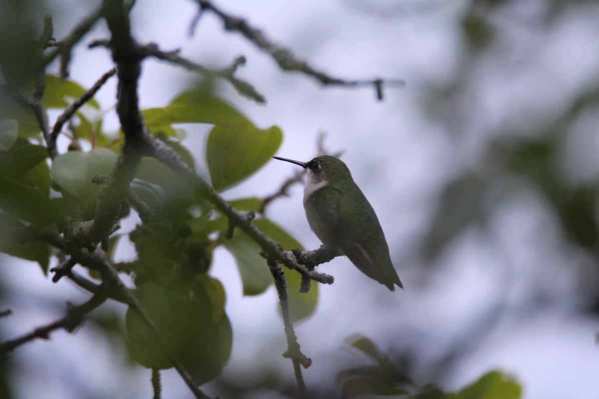Ruby-throated Hummingbird - Percy Ulsamer