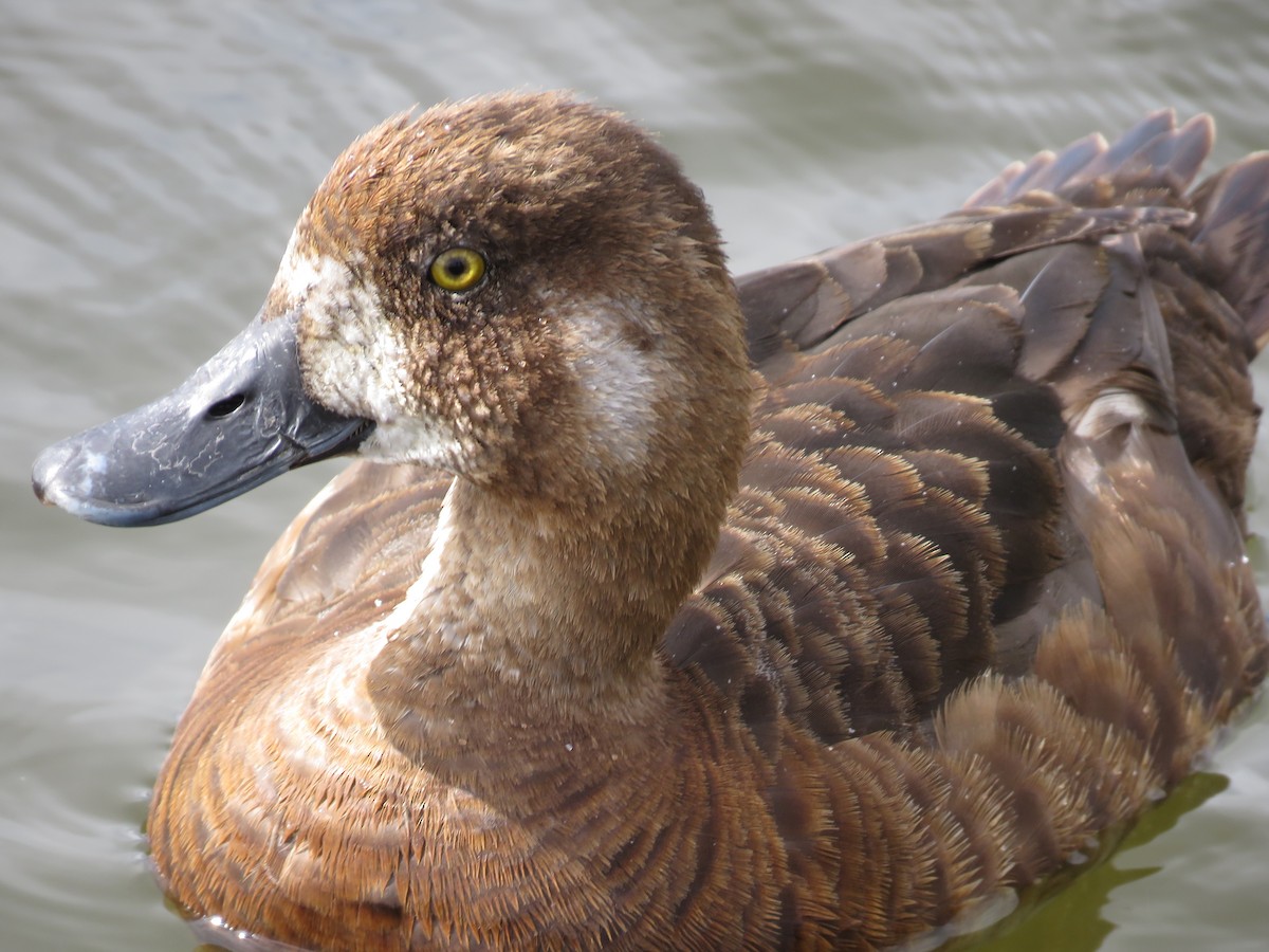 Greater Scaup - ML66762641