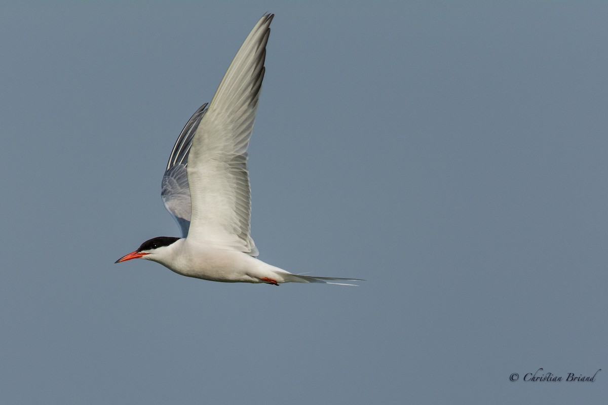 Common Tern - ML66764711