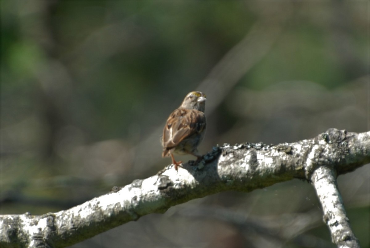White-throated Sparrow - Dawn Zuengler