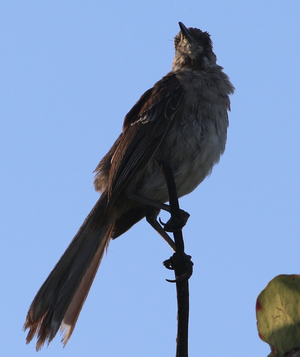 Bahama Mockingbird - mitchell HARRIS