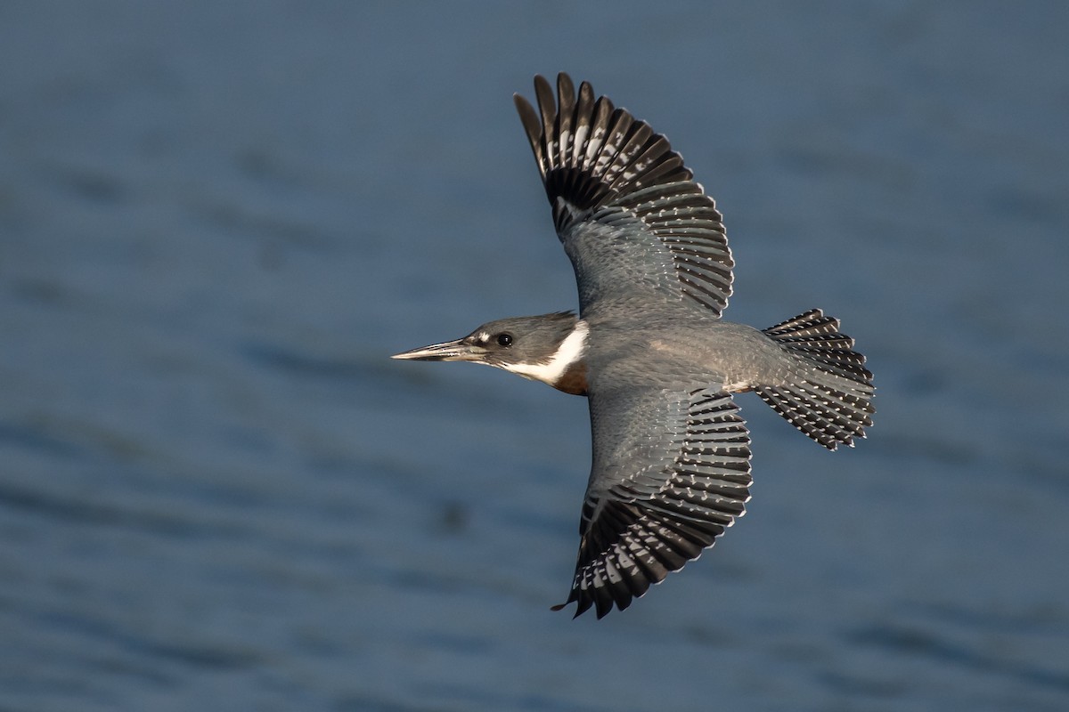 Belted Kingfisher - ML66766571