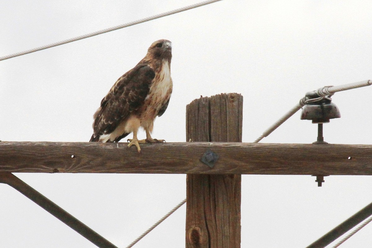 Red-tailed Hawk - ML66766801