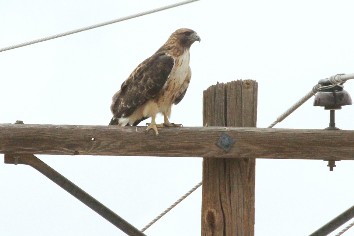 Red-tailed Hawk - ML66766821