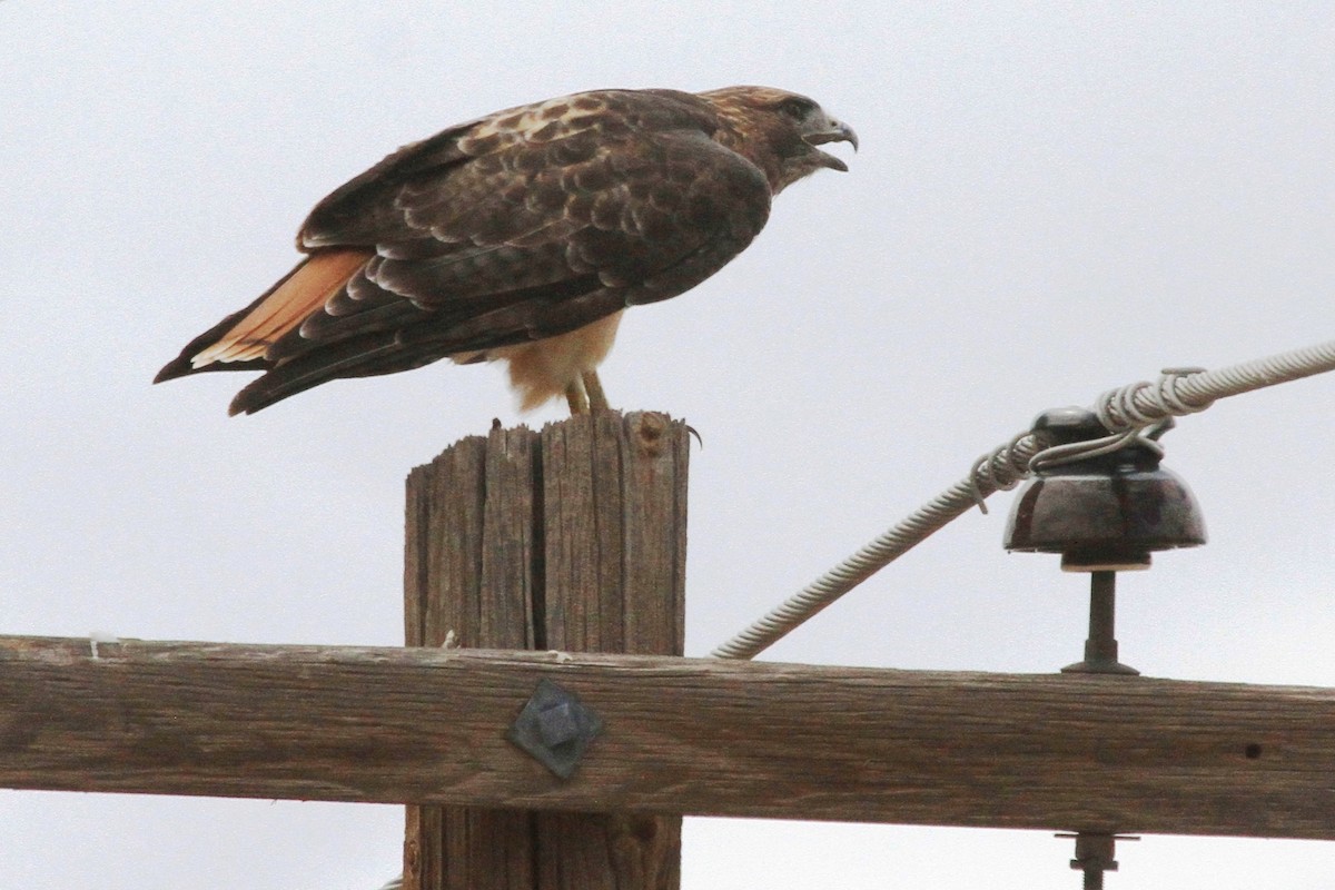 Red-tailed Hawk - ML66766841