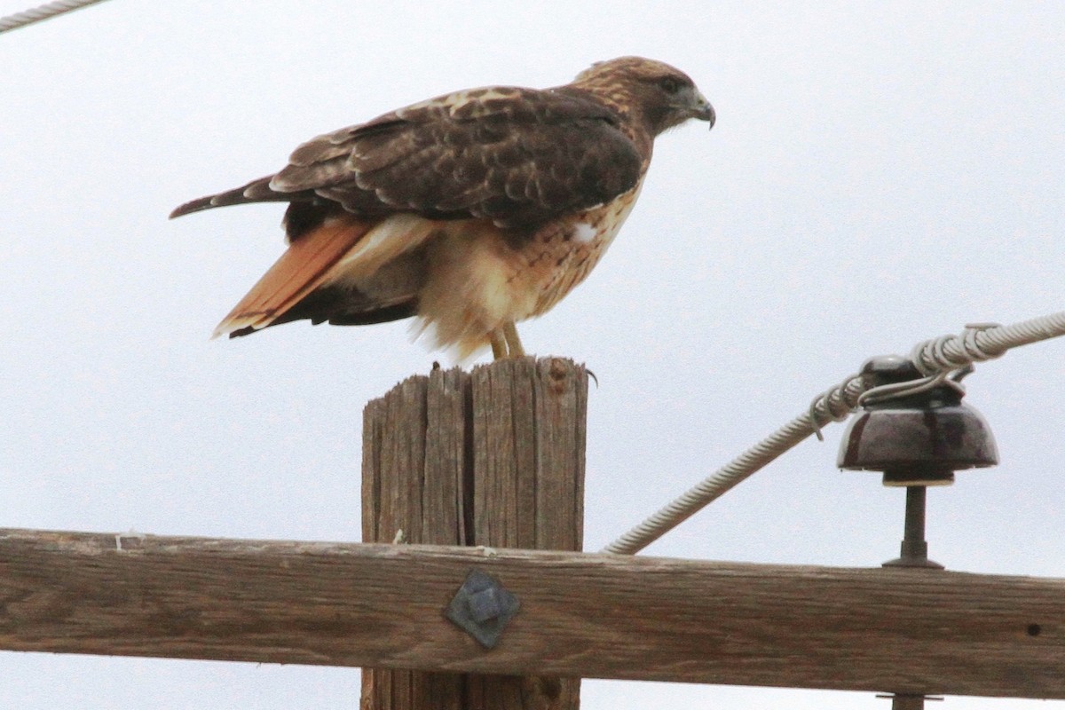 Red-tailed Hawk - ML66766871