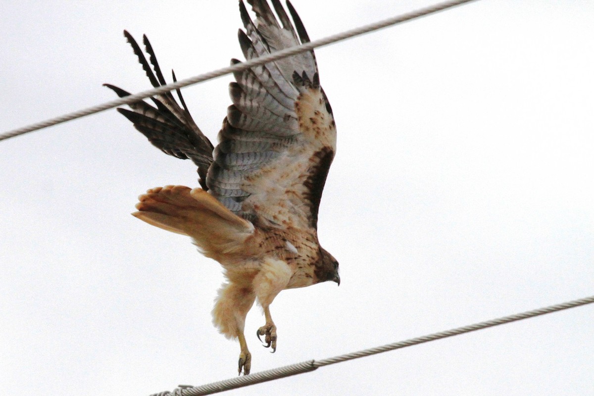Red-tailed Hawk - ML66766881