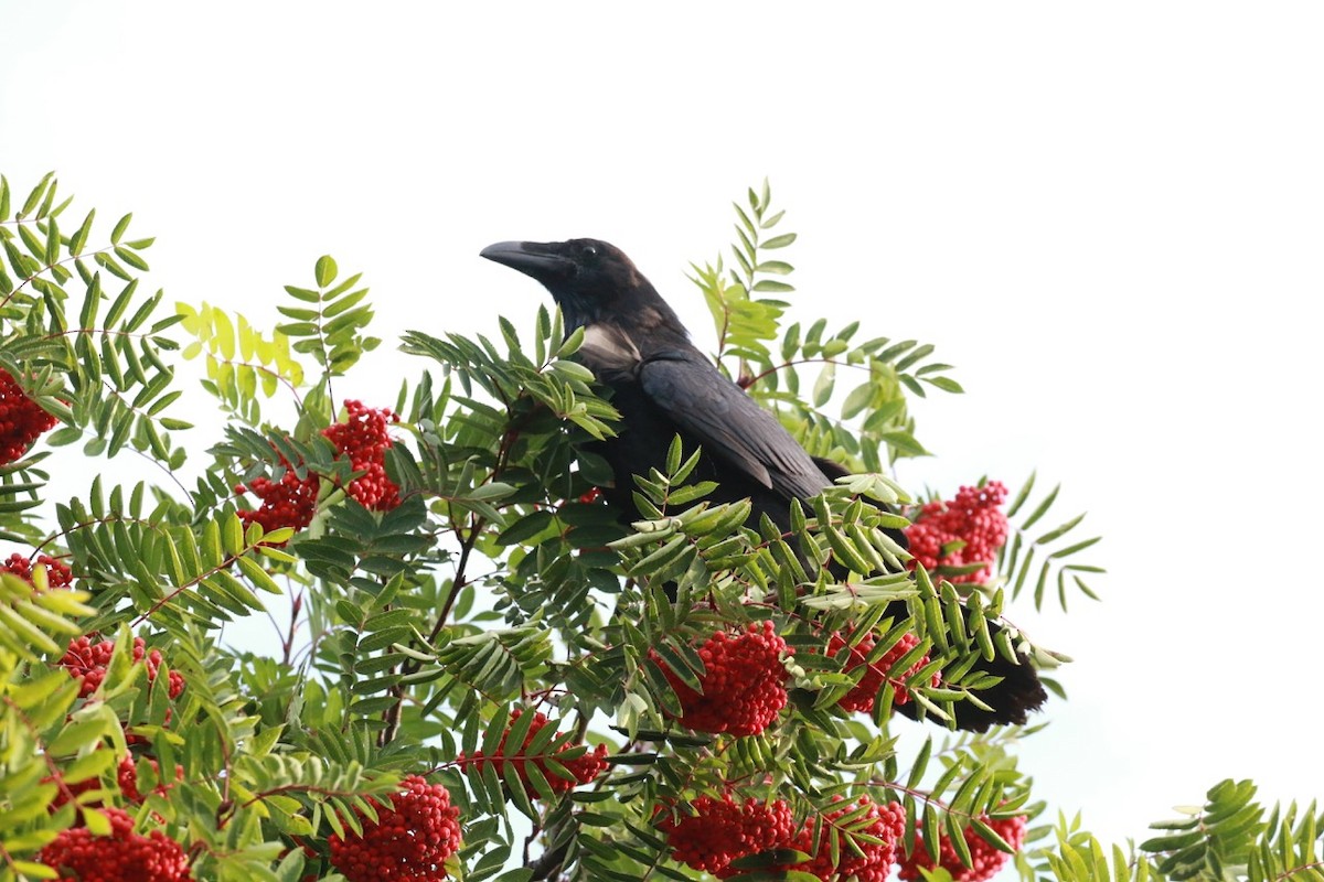 Common Raven - Douglas Faulder