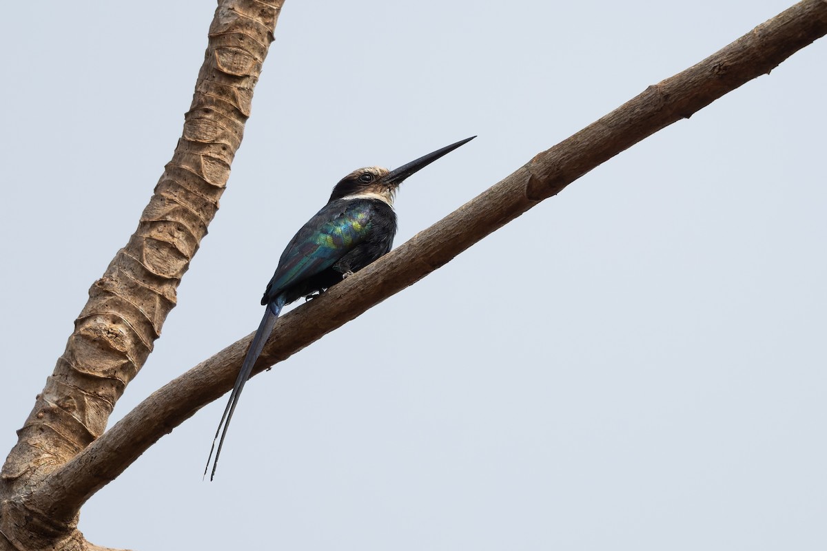 Paradise Jacamar