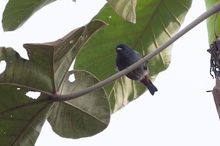 Chestnut-vented Conebill