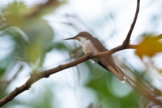 Black-eared Fairy