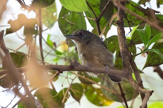 Plain-winged Antshrike