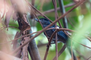 Spot-winged Antshrike
