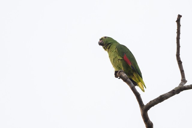 Yellow-crowned Amazon