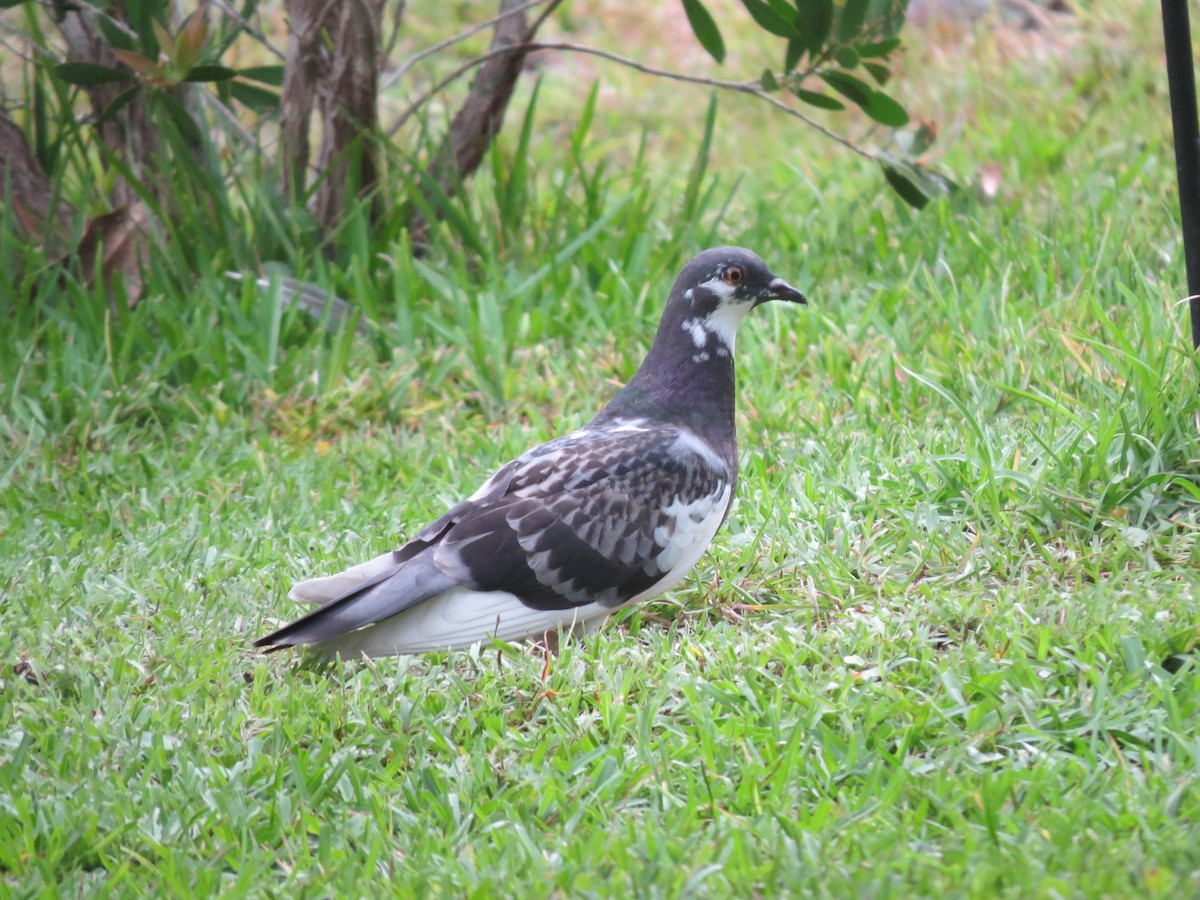 Rock Pigeon (Feral Pigeon) - Brian Johnston