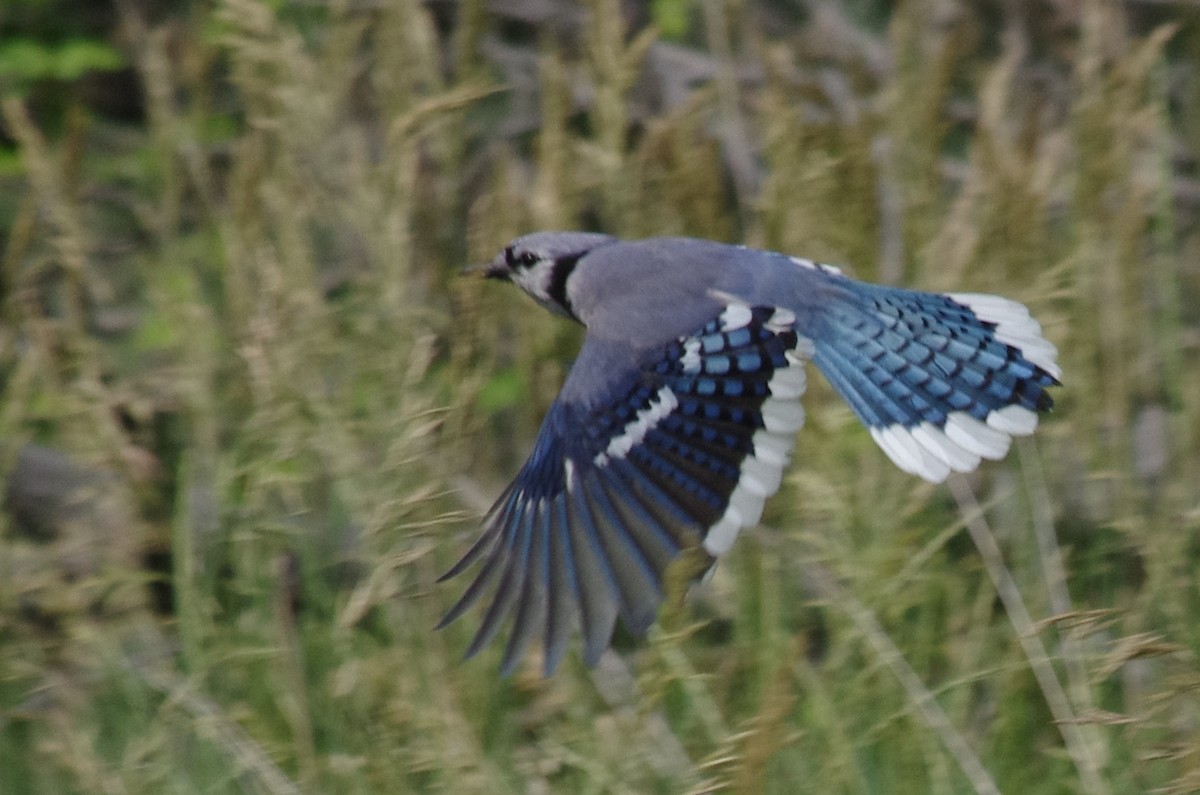 Blue Jay - robert beauchamp