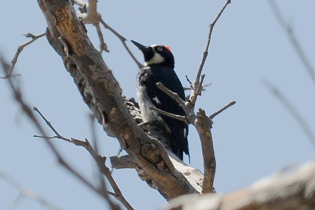 Acorn Woodpecker - John Doty