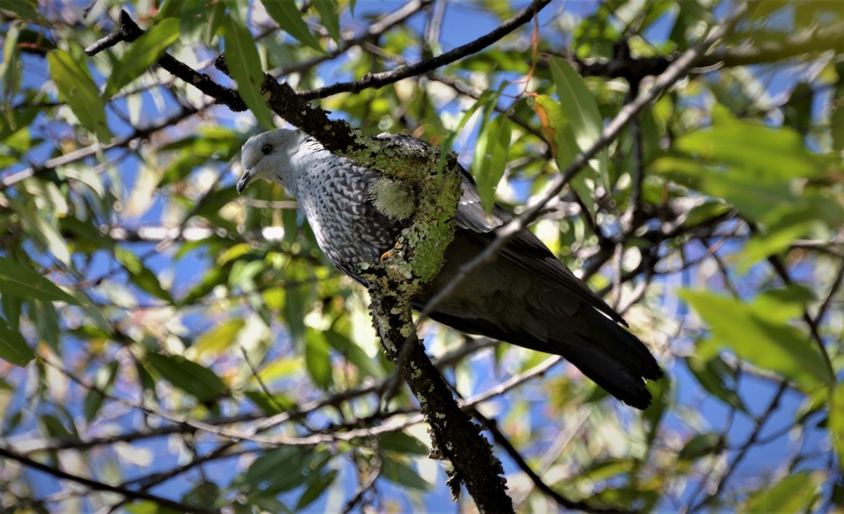 Speckled Wood-Pigeon - ML66774231