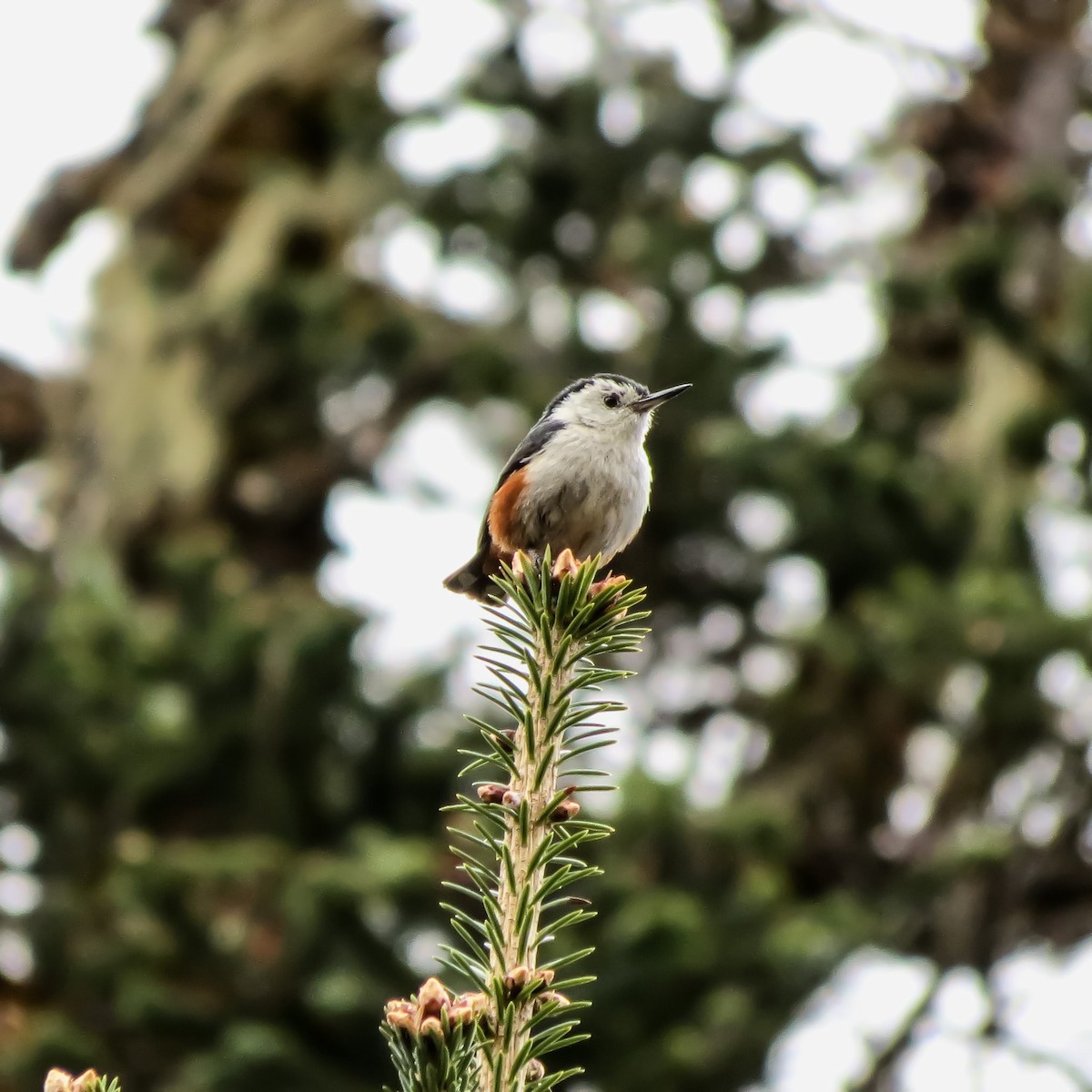 White-cheeked Nuthatch - ML66774461