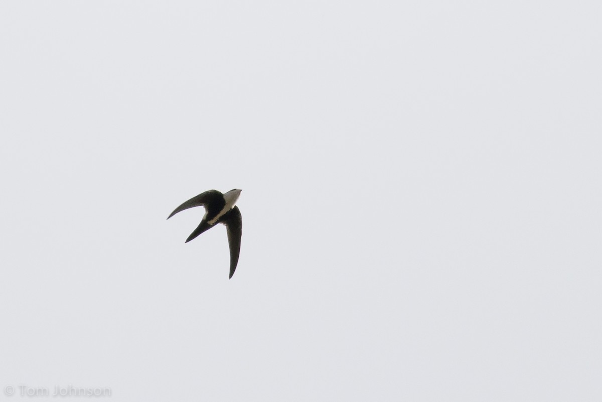 White-throated Swift - ML66776401