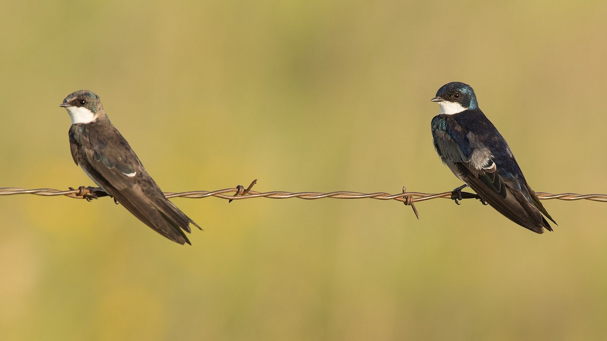 Tree Swallow - Mike Cameron