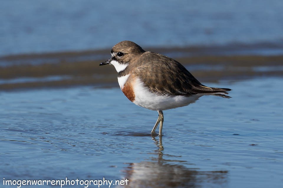 Double-banded Plover - ML66779771
