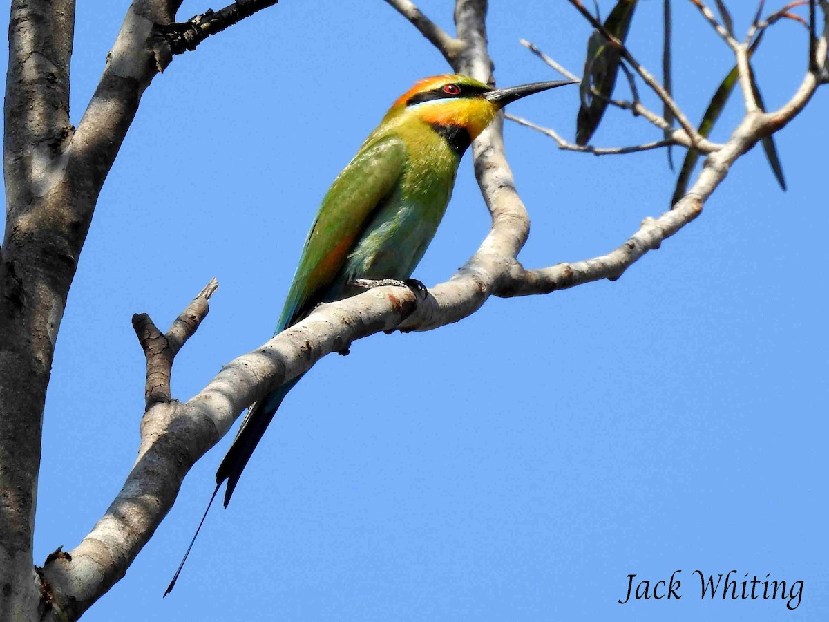 Rainbow Bee-eater - Jack Whiting
