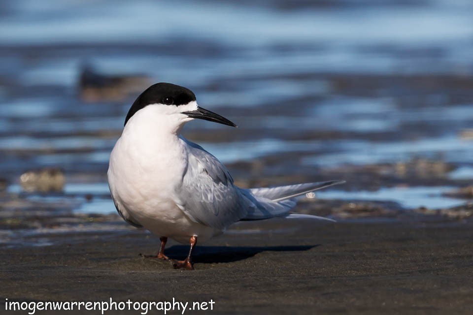White-fronted Tern - ML66779921
