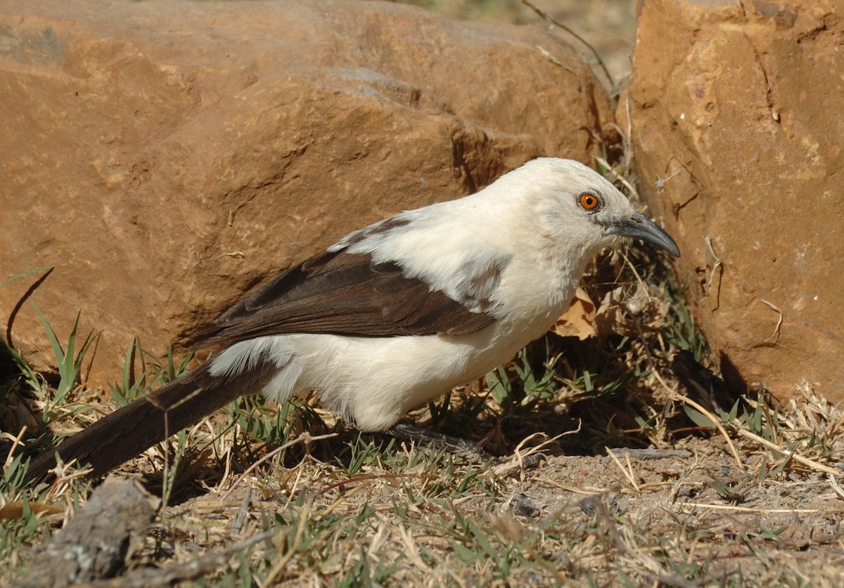 Southern Pied-Babbler - ML66783941