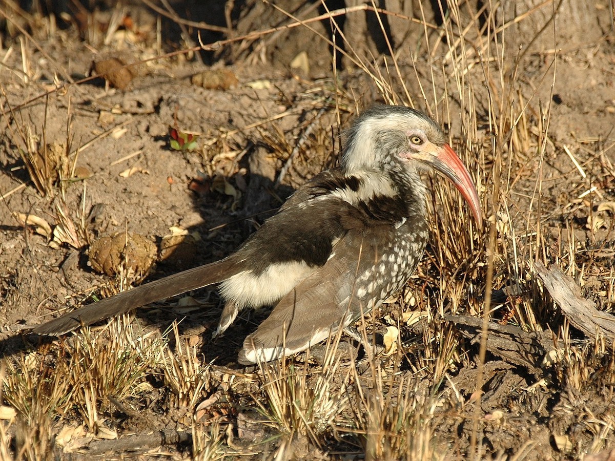 Southern Red-billed Hornbill - Georges Olioso