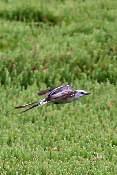 Scissor-tailed Flycatcher - ML66784971