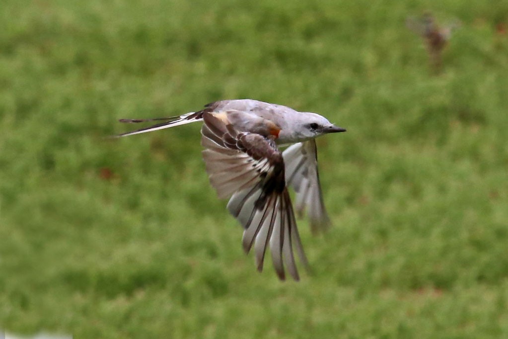 Scissor-tailed Flycatcher - William Keim