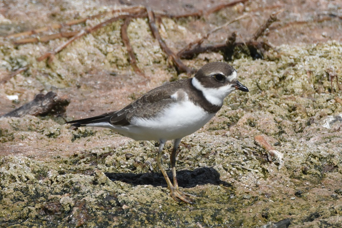 Semipalmated Plover - Andrew Dobson